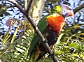 Bellara parrot