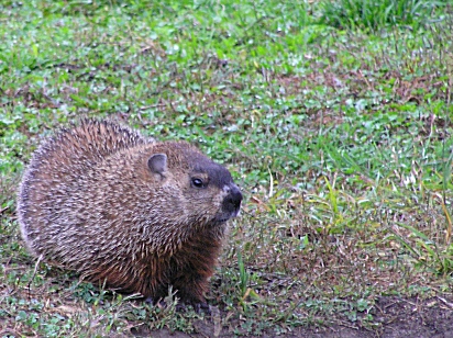 Montreal beaver