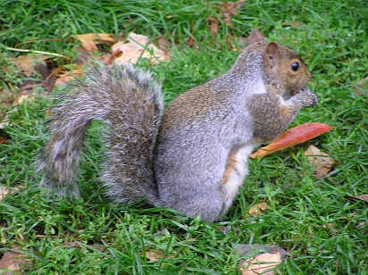 Montreal squirrels