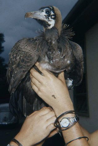 Vulture, Duke of York School