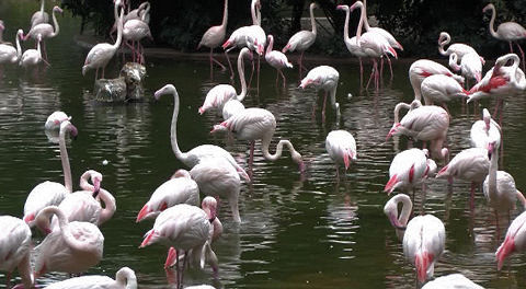 flamingo, Kowloon Park