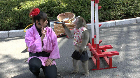 Japanese Macaque