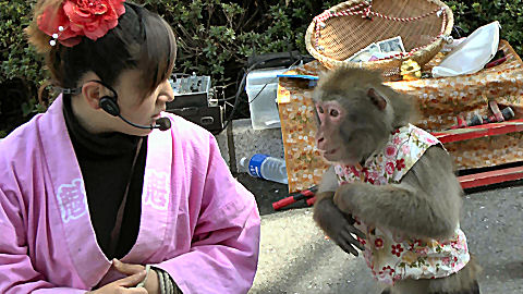 Japanese Macaque