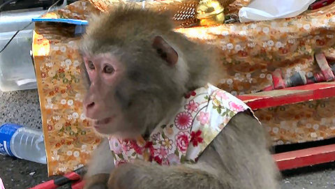 Japanese Macaque