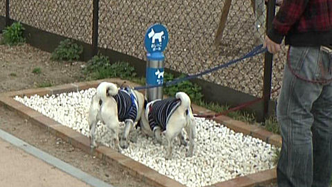 Japanese Motorway Service Area - Doggy Park