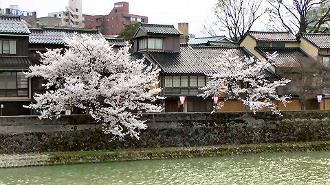 River Asanogawa, Kanazawa, Japan