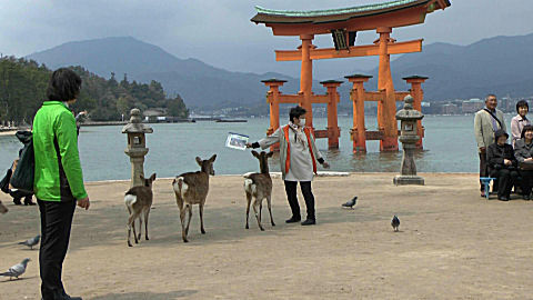 Sacred deer, Miyajima