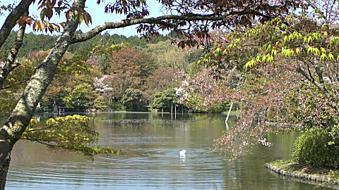 Ryoanji Gardens, Kyoto