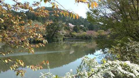 Gardens at Kinkakuji (Golden Temple)