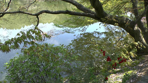 Gardens at Kinkakuji (Golden Temple)