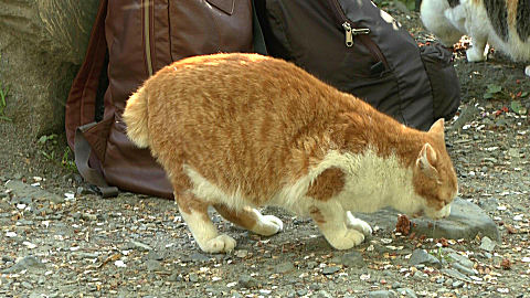 Short Tailed Japanes Cat, Philosopher's Walk, Kyoto
