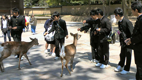 Nara Deer Park, Japan