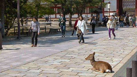 Nara Deer Park, Japan