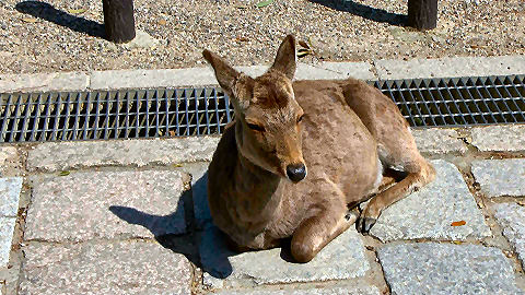 Nara Deer Park, Japan