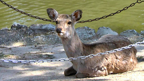 Nara Deer Park, Japan