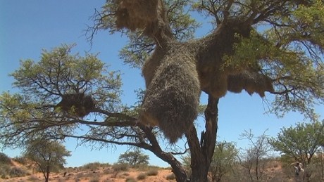 Social weaver birds' nest