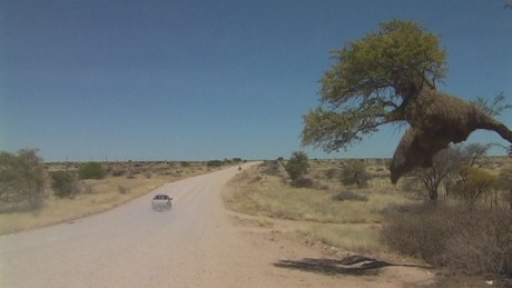 Sociable weaver nest