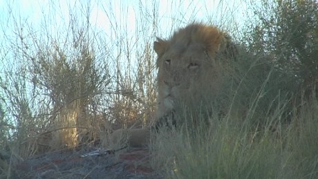 Lion - IntuAfrica Reserve, Namibia