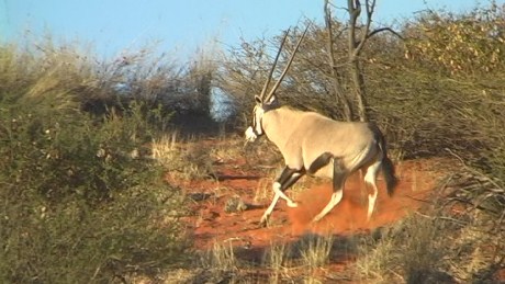 Gemsbok (Oryx) - IntuAfrica Reserve, Namibia