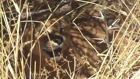 Caracal, Namibian Game Lodge