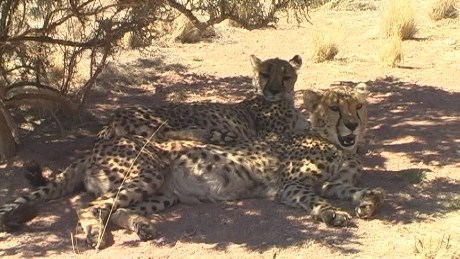 Leopards, Namibian Game Lodge