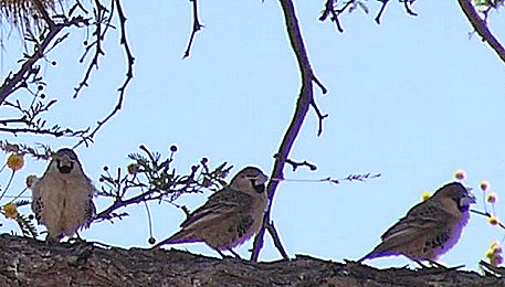 Social weaver birds(philetairus socius)