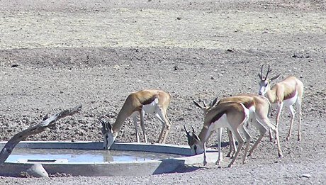  Springbok at IntuAfrica Suricate Lodge