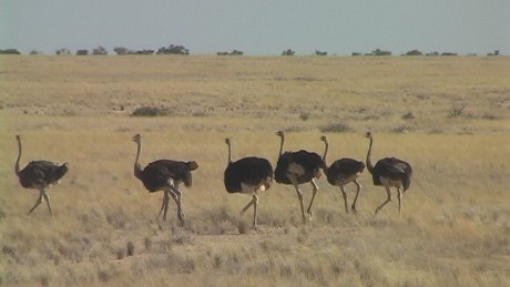 Ostrich by the roadside, Namib Desert