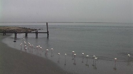 Greater and lesser flamingo, Wallvis Bay Lagoon