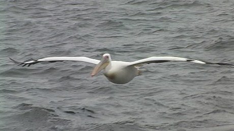 Pelican Walvis Bay Lagoon