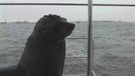 Hansie the seal, Wlavis Bay Lagoon