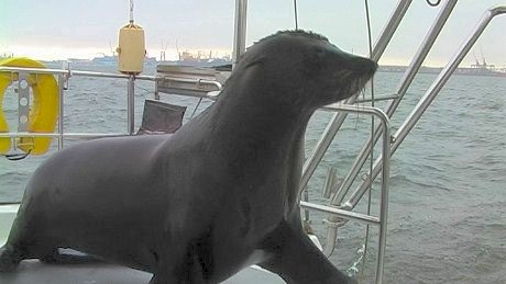 Hansie the seal, Wlavis Bay Lagoon