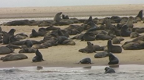 Seal Colony, Walvis Bay Lagoon