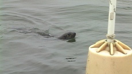 Seal pup, Walvis Bay Lagoon