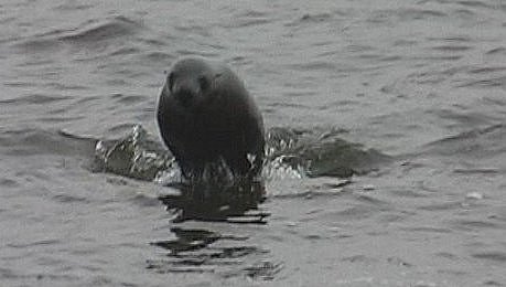 Seal pup, Walvis Bay Lagoon