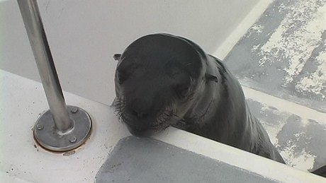 Seal pup, Walvis Bay Lagoon