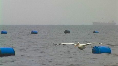 Pelican over Walvis Bay oyster beds