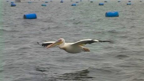 Pelican over Walvis Bay oyster beds