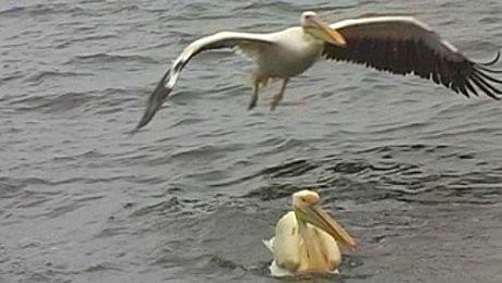 Pelican over Walvis Bay