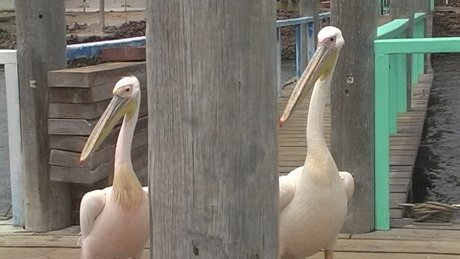 Palicans, Walvis Bay