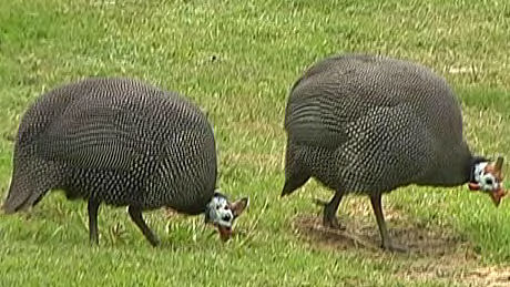 guinea fowl, Swajopmund