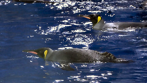 Kelly Tarlton's Aquarium, Auckland