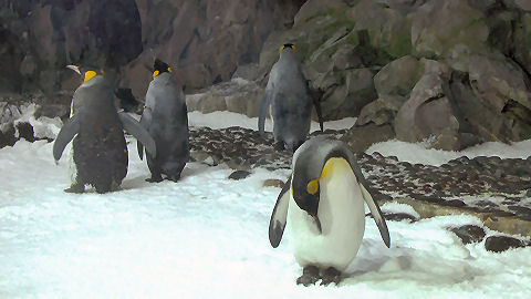 Kelly Tarlton's Aquarium, Auckland