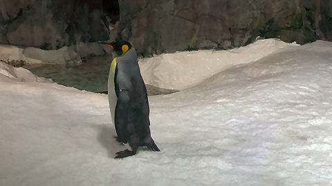 Kelly Tarlton's Aquarium, Auckland