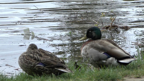 Botanic Gardens, Christchurch