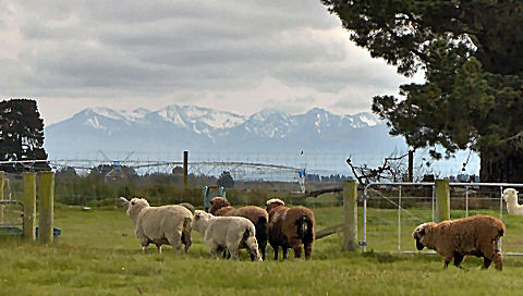 New Zealand sheep