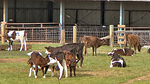 New Zealand cattle