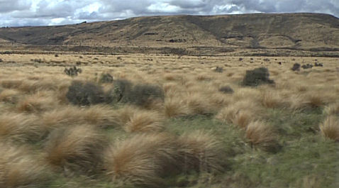 red tussocks, New Zealand South Island