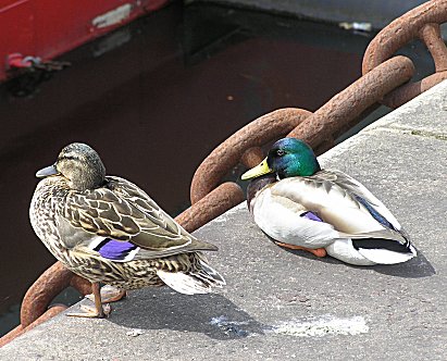 ducks River Clyde