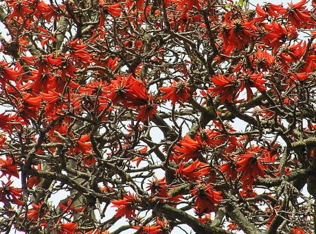 Company Garden, Cape Town